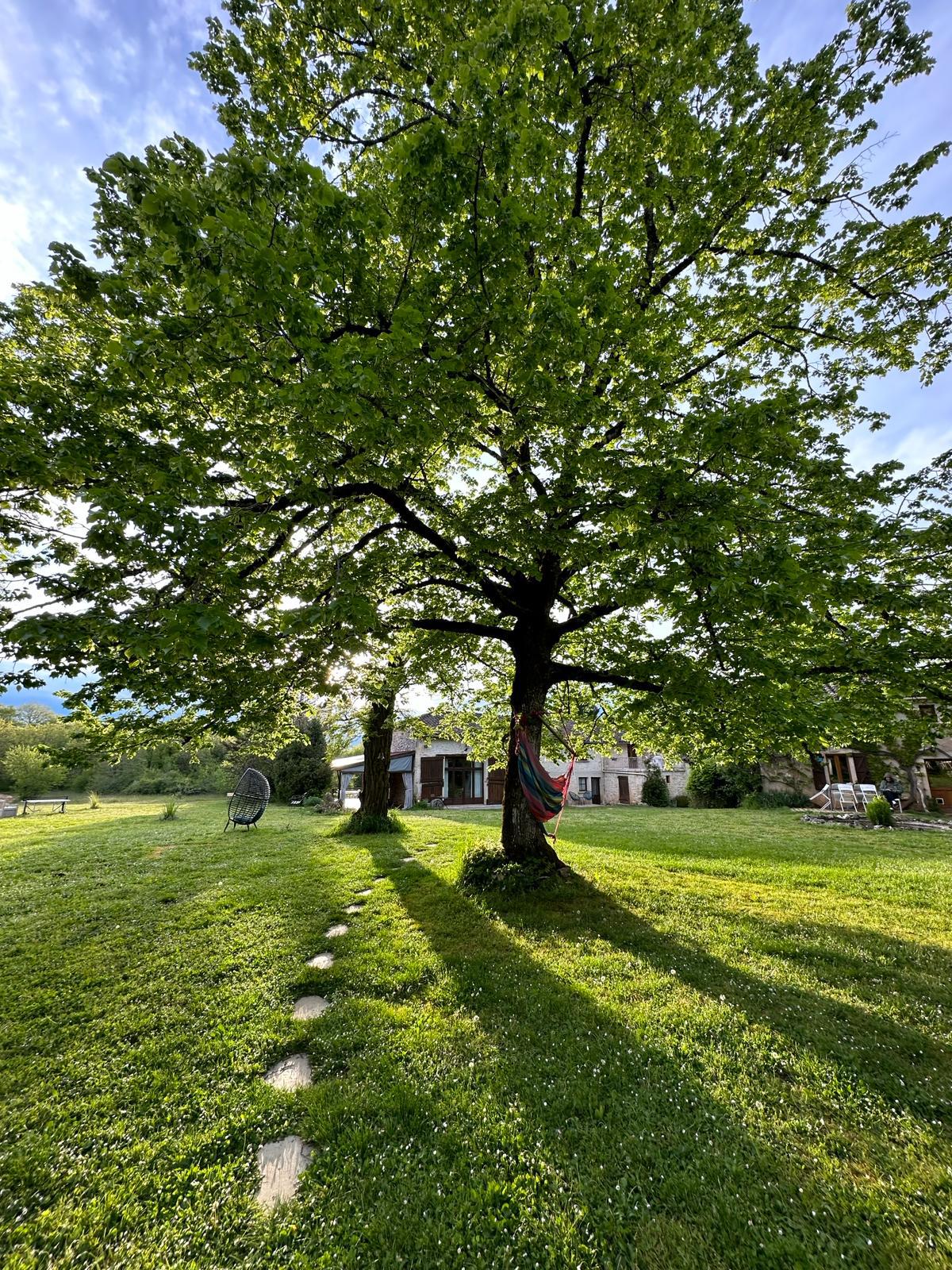 Hammock under a big tree